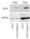 Uncharacterized protein C1orf43 antibody, MA1-7368, Invitrogen Antibodies, Western Blot image 