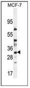 LysM Domain Containing 4 antibody, AP52571PU-N, Origene, Western Blot image 
