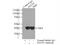 Eukaryotic Translation Elongation Factor 1 Delta antibody, 10630-1-AP, Proteintech Group, Immunoprecipitation image 