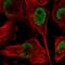 Heterogeneous nuclear ribonucleoprotein D-like antibody, HPA056820, Atlas Antibodies, Immunofluorescence image 