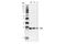 Cyclin Dependent Kinase 1 antibody, 77055S, Cell Signaling Technology, Western Blot image 