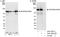 A-Kinase Anchoring Protein 8 antibody, A301-062A, Bethyl Labs, Immunoprecipitation image 