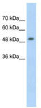 MeCP2 pS421 antibody, TA332083, Origene, Western Blot image 