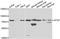 Autophagy Related 7 antibody, A0691, ABclonal Technology, Western Blot image 