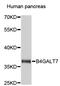 Beta-1,4-Galactosyltransferase 7 antibody, STJ26698, St John