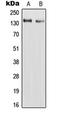 RAPH1 antibody, LS-B13645, Lifespan Biosciences, Western Blot image 