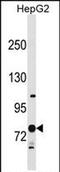 Ring Finger Protein 145 antibody, PA5-72051, Invitrogen Antibodies, Western Blot image 