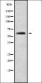 Interferon Alpha 14 antibody, orb337762, Biorbyt, Western Blot image 