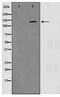 EGFR antibody, TA347595, Origene, Western Blot image 