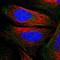 PDZ And LIM Domain 4 antibody, HPA011912, Atlas Antibodies, Immunofluorescence image 