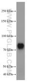 T-Box, Brain 1 antibody, 66564-1-Ig, Proteintech Group, Western Blot image 