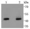 G2/mitotic-specific cyclin-B2 antibody, NBP2-67749, Novus Biologicals, Western Blot image 
