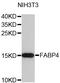 Fatty Acid Binding Protein 4 antibody, abx125020, Abbexa, Western Blot image 
