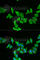 MOTI antibody, A6388, ABclonal Technology, Immunofluorescence image 