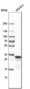 Major Histocompatibility Complex, Class II, DR Beta 5 antibody, HPA043151, Atlas Antibodies, Western Blot image 