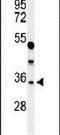 MAF BZIP Transcription Factor A antibody, PA5-26449, Invitrogen Antibodies, Western Blot image 