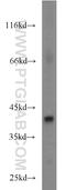 FA Complementation Group L antibody, 19187-1-AP, Proteintech Group, Western Blot image 