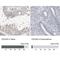 Cell Division Cycle Associated 8 antibody, NBP1-89950, Novus Biologicals, Immunohistochemistry paraffin image 
