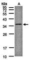 Platelet And Endothelial Cell Adhesion Molecule 1 antibody, orb124521, Biorbyt, Western Blot image 