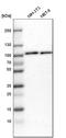 EFR3 Homolog A antibody, HPA023092, Atlas Antibodies, Western Blot image 