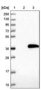 Metabolism Of Cobalamin Associated D antibody, PA5-57990, Invitrogen Antibodies, Western Blot image 
