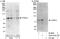 CREB Regulated Transcription Coactivator 3 antibody, A302-703A, Bethyl Labs, Western Blot image 