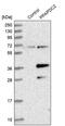 Phospholipid Phosphatase 6 antibody, PA5-53722, Invitrogen Antibodies, Western Blot image 