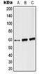 Angiopoietin 2 antibody, orb215434, Biorbyt, Western Blot image 