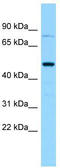 Gasdermin A antibody, TA331208, Origene, Western Blot image 