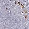 Zona Pellucida Glycoprotein 3 antibody, HPA054061, Atlas Antibodies, Immunohistochemistry frozen image 