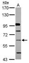 Zinc Finger Protein 426 antibody, NBP2-21015, Novus Biologicals, Western Blot image 