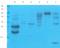 Lymphatic Vessel Endothelial Hyaluronan Receptor 1 antibody, orb395802, Biorbyt, Western Blot image 