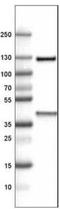 Inter-Alpha-Trypsin Inhibitor Heavy Chain 4 antibody, NBP2-34492, Novus Biologicals, Western Blot image 