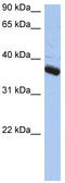 BUB3 Mitotic Checkpoint Protein antibody, TA344273, Origene, Western Blot image 