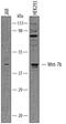 Protein Wnt-7b antibody, AF3460, R&D Systems, Western Blot image 