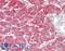 Amylase Alpha 2A (Pancreatic) antibody, LS-B12950, Lifespan Biosciences, Immunohistochemistry paraffin image 