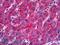 10-FTHFDH antibody, LS-B5449, Lifespan Biosciences, Immunohistochemistry paraffin image 