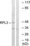 Ribosomal Protein L3 antibody, TA314452, Origene, Western Blot image 