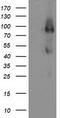 Fibroblast growth factor receptor 2 antibody, LS-C173090, Lifespan Biosciences, Western Blot image 