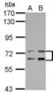 Leukotriene A4 Hydrolase antibody, NBP2-19347, Novus Biologicals, Western Blot image 