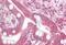 Decapping MRNA 2 antibody, MBS248470, MyBioSource, Immunohistochemistry paraffin image 