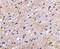 Protein NipSnap homolog 1 antibody, 4537, ProSci, Western Blot image 