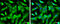 WASP Family Member 1 antibody, GTX133263, GeneTex, Immunofluorescence image 