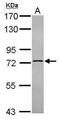 NOP9 Nucleolar Protein antibody, PA5-31719, Invitrogen Antibodies, Western Blot image 