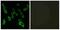G Protein-Coupled Receptor 139 antibody, A30807, Boster Biological Technology, Western Blot image 