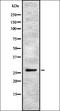 Cytochrome C Oxidase Subunit 7C antibody, orb337719, Biorbyt, Western Blot image 