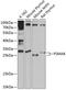 Proteasome Subunit Alpha 8 antibody, 15-504, ProSci, Western Blot image 
