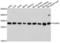 Phosphoglycerate mutase 1 antibody, LS-C332983, Lifespan Biosciences, Western Blot image 
