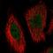 Mitogen-activated protein kinase 7 antibody, HPA031031, Atlas Antibodies, Immunofluorescence image 
