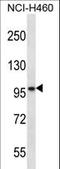 Solute Carrier Family 6 Member 17 antibody, LS-C161264, Lifespan Biosciences, Western Blot image 